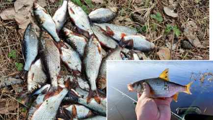 «Берите тяжёлые кормушки» – Рыбаки показали улов на водоемах под Гродно