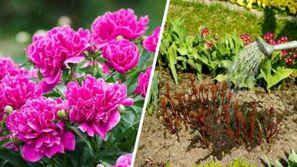 Добавьте в воду этот ингредиент и поливайте пионы. Кусты порадуют феноменальным цветением