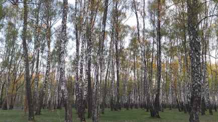 В Беларуси ограничили посещение лесов сразу в 23 районах