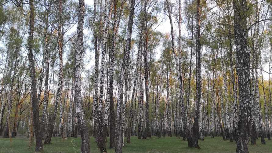 В Беларуси ограничили посещение лесов сразу в 23 районах