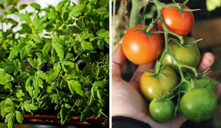 Что делать, если вытянулась рассада томатов? Измените эти условия — и вы спасете будущий урожай
