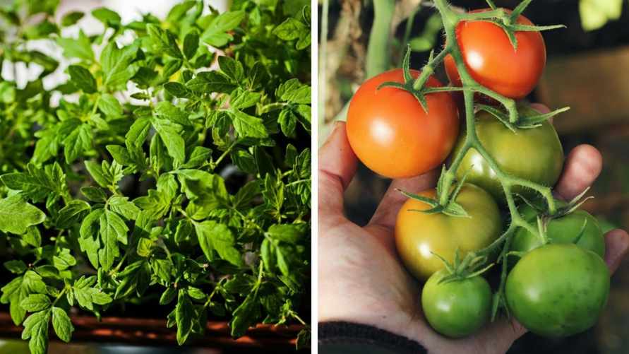 Что делать, если вытянулась рассада томатов? Измените эти условия — и вы спасете будущий урожай