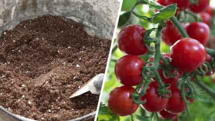 Добавьте в почву с рассадой это — и не пожалеете. Ветки будут ломиться от урожая помидоров и перцев