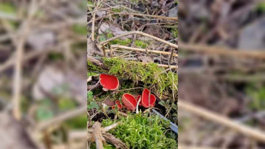 "Уже вымахали!" - Сезон этих "волшебно красивых" грибов в Беларуси скоро закончится