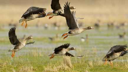 В Беларуси объявили начало весеннего сезона охоты. Когда и на кого можно идти в лес?