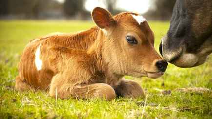 Учёные из США и Бразилии вывели первую генетически модифицированную корову. Что это даст человечеству?