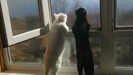 Синоптики спрогнозировали волну тёплого воздуха с юга. Когда в Беларуси прогреется до +20°С?