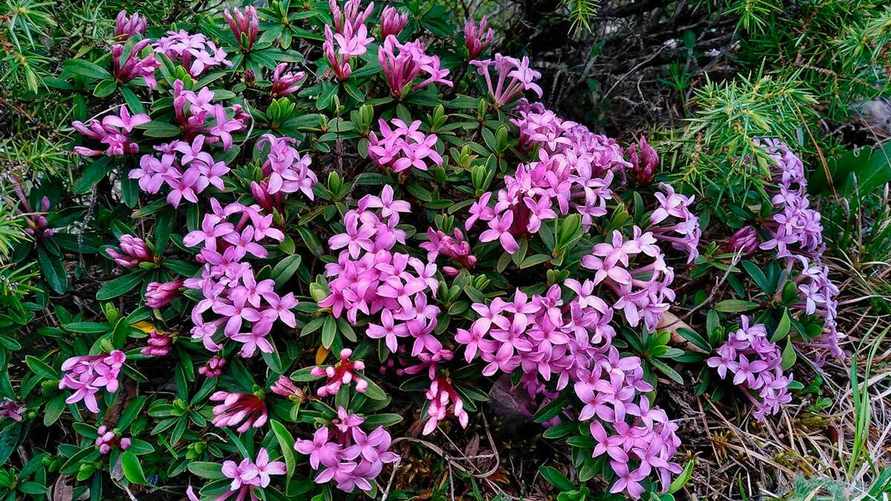Белорусам посоветовали не трогать этот цветок в лесах. Чем опасен?