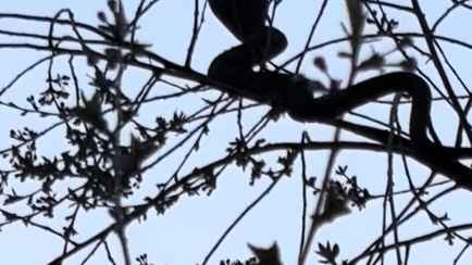 На дереве, набережной и крыльце магазина. Белорусы пожаловались на нашествие змей в разных частях страны