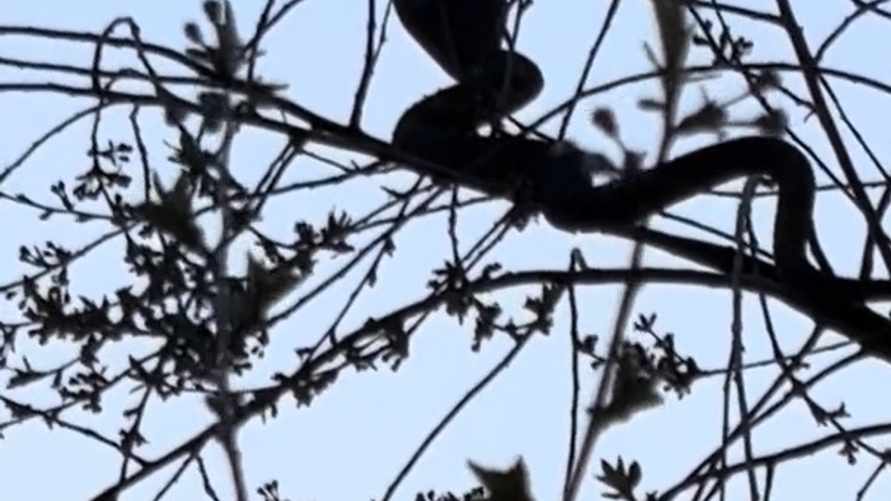 На дереве, набережной и крыльце магазина. Белорусы пожаловались на нашествие змей в разных частях страны