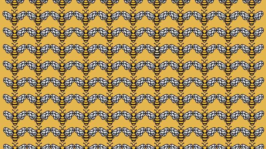 Это испытание сможет пройти только человек с безупречным зрением. Какая оса отличается от других?