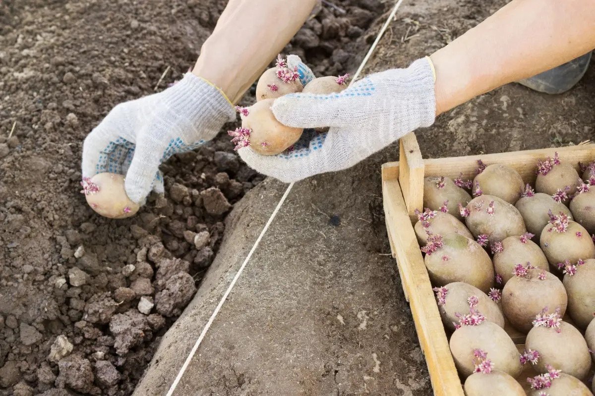 Обработайте картошку перед посадкой одним из этих домашних растворов. Кусты порадуют обилием здоровых клубней