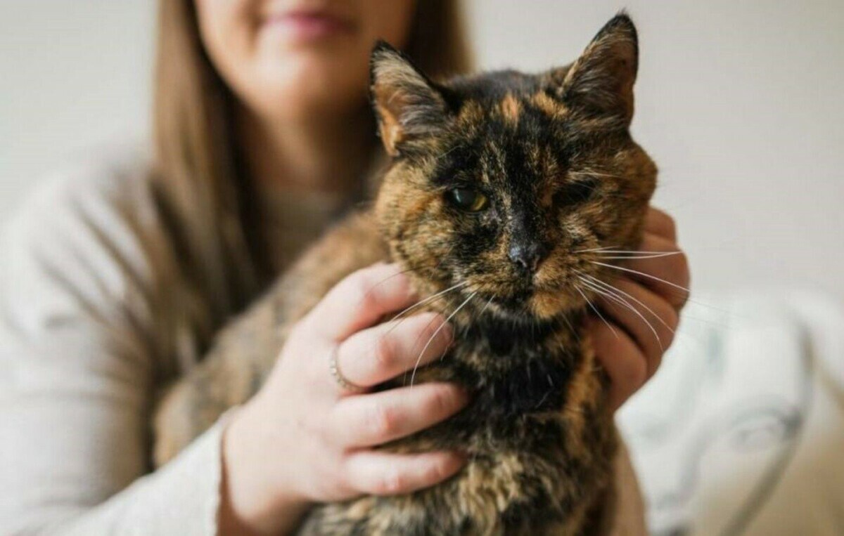Эта болезнь может грозить любой взрослой кошке. Как предотвратить у питомца деменцию?
