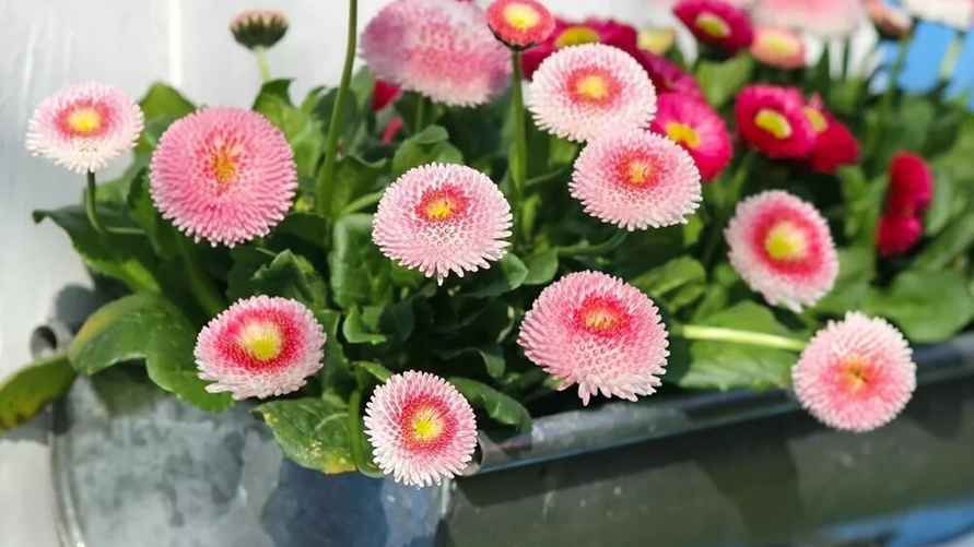 Маргаритки