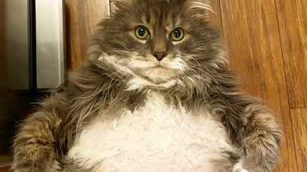 Сколько должны весить здоровые кошка и кот? Проверьте, нет ли у ваших ожирения