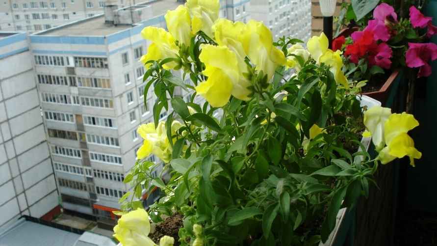 Львиный зев