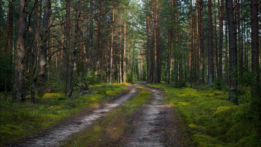 В Беларуси впервые в 2024 году запретили посещение лесов. В каком районе?