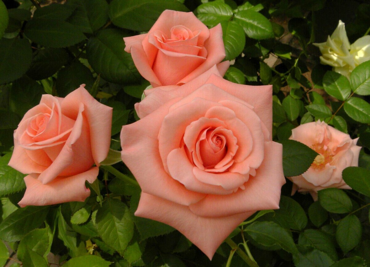 Эти 5 цветов можно есть. Чем полезны анютины глазки и розы?