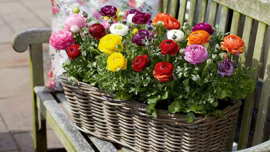 Азиатские лютики (Ранункулюс)