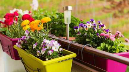 Какие цветы можно посадить на открытом балконе в апреле? Эти 11 не боятся перепадов температур