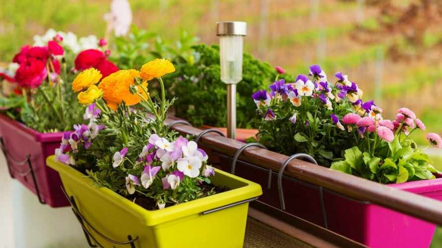 Какие цветы можно посадить на открытом балконе в апреле? Эти 11 не боятся перепадов температур