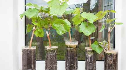 Минчанин отсудил 179 рублей за неприжившиеся саженцы персика и винограда. А так можно?