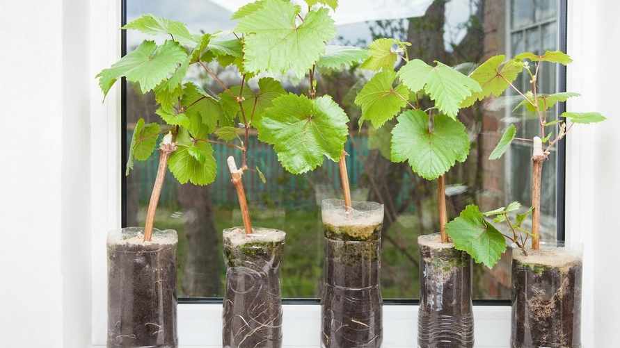 Фото иллюстративное