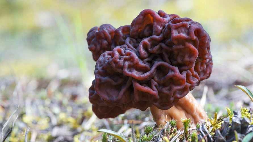 Строчок обыкновенный