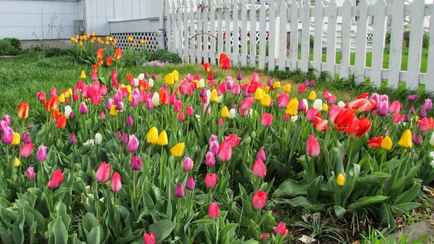 Что делать с тюльпанами после цветения, чтобы они порадовали в следующем году? Попробуйте метод голландских садоводов