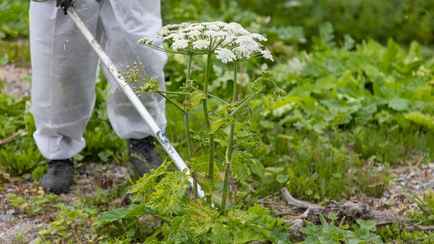 Штраф до 800 рублей. Минприроды попросило белорусов не выращивать инвазивные растения. Что это такое?