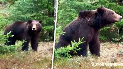«Потерял Машу?» — Белорусы обнаружили вдоль трассы «Минск-Гродно» бурого медведя