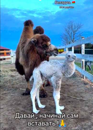 "Плачу от вида прекрасного малыша" — Белый верблюжонок из Молодечно собрал более миллиона просмотров