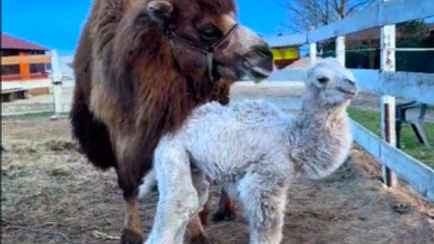 «Плачу от вида прекрасного малыша» — Белый верблюжонок из Молодечно собрал более миллиона просмотров