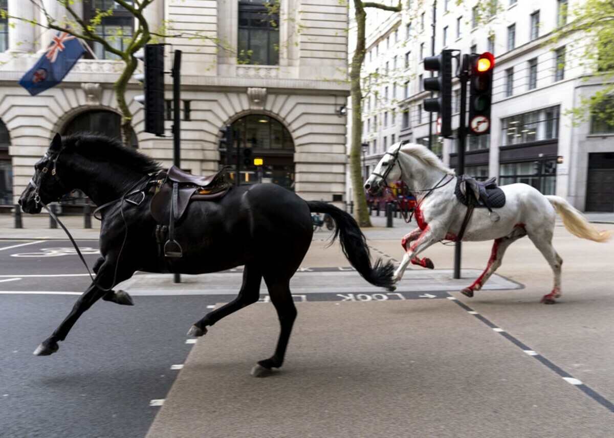 В Лондоне сбежавшие королевские лошади столкнулись с автомобилями. Пострадало 5 человек