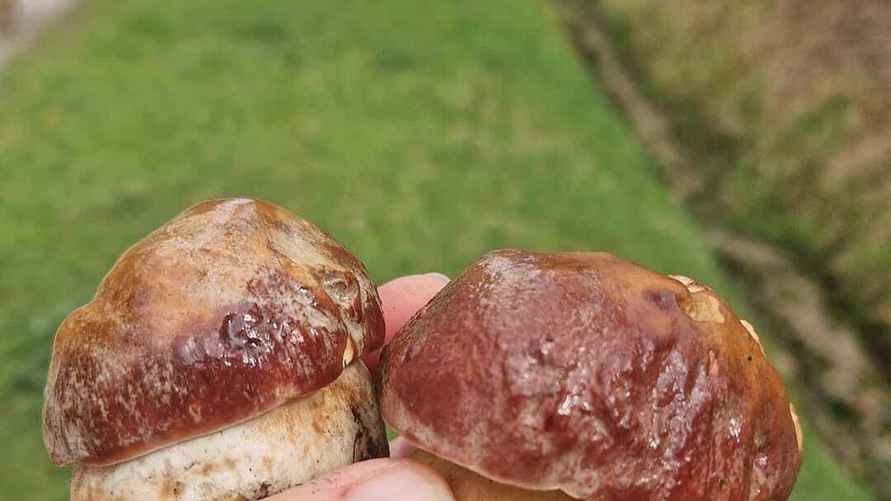 Фото: Facebook / Monika Cholewińska