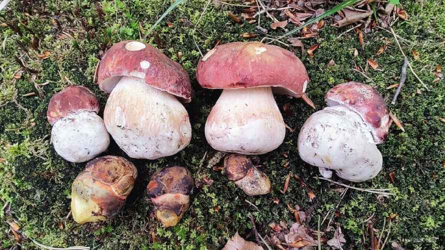 Фото: Facebook / Tadeusz Krawczyk