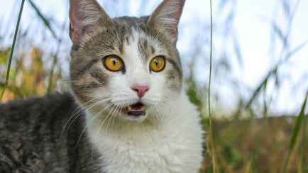 Почему коты иногда смешно открывают рот, что-то понюхав? На это есть важная причина