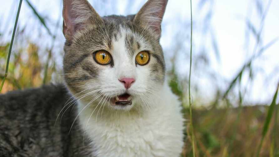 Почему коты иногда смешно открывают рот, что-то понюхав? На это есть важная причина