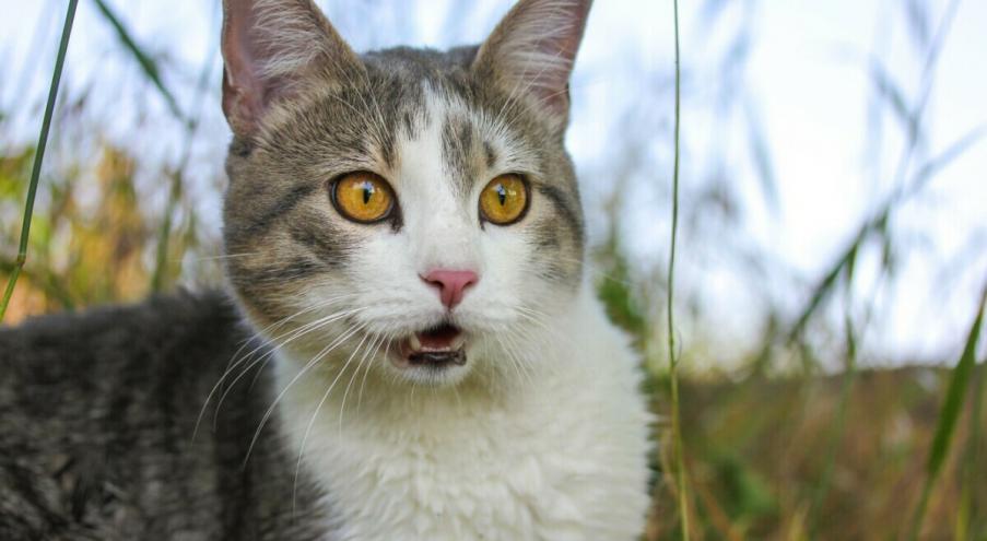 Анатомия кошачего носа Чтобы понять, почему кошки открывают