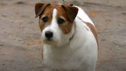 Гродненские милиционеры устроили «рейды» на домашних питомцев. За что грозит штраф до 600 рублей?