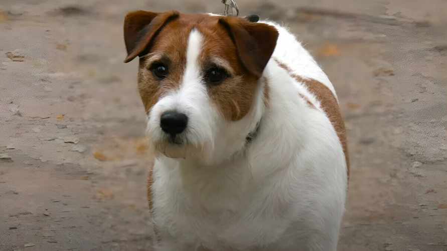 Гродненские милиционеры устроили "рейды" на домашних питомцев. За что грозит штраф до 600 рублей?