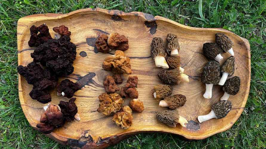 Слева направо: строчки обыкновенные, строчки гигантские, сморчковая шапочка богемская, сморчок высокий. Фото Александра Горбацевича