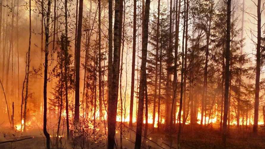 "До границы - около 1 км" — К Беларуси приблизился пожар из России