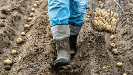 Обработайте картошку перед посадкой одним из этих домашних растворов. Кусты порадуют обилием здоровых клубней