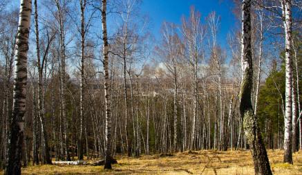 Ограничения на посещение лесов ввели во всех районах Беларуси