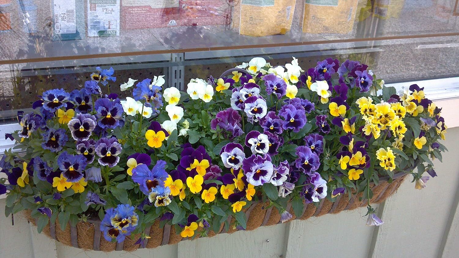 Какие цветы можно посадить на открытом балконе в апреле? Эти 11 не боятся перепадов температур