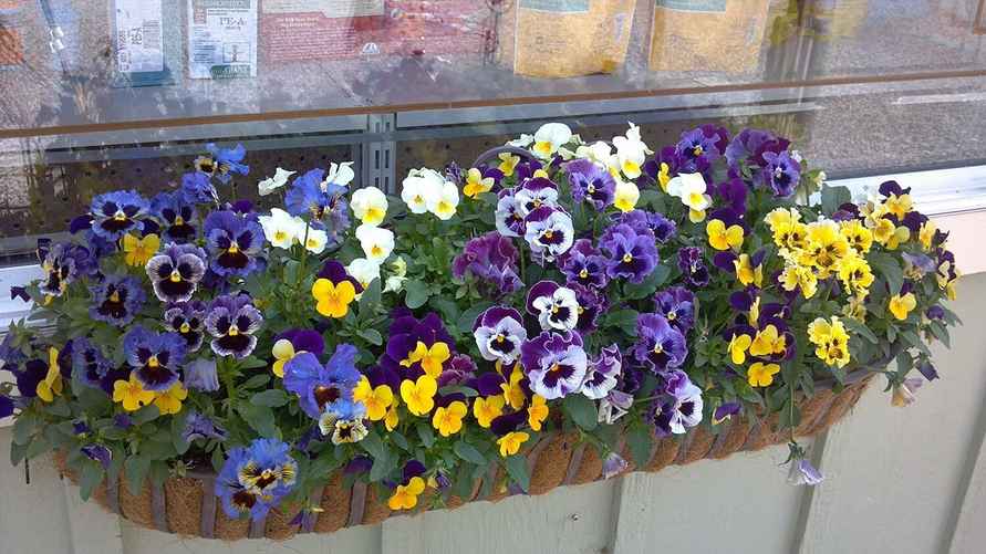 Анютины глазки