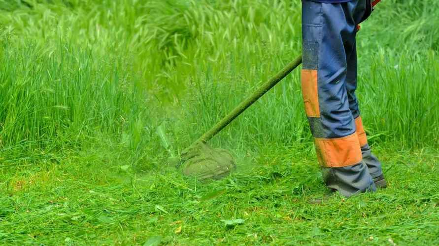 Когда косить траву после зимы? Эти дни и температура гарантируют красивый газон летом