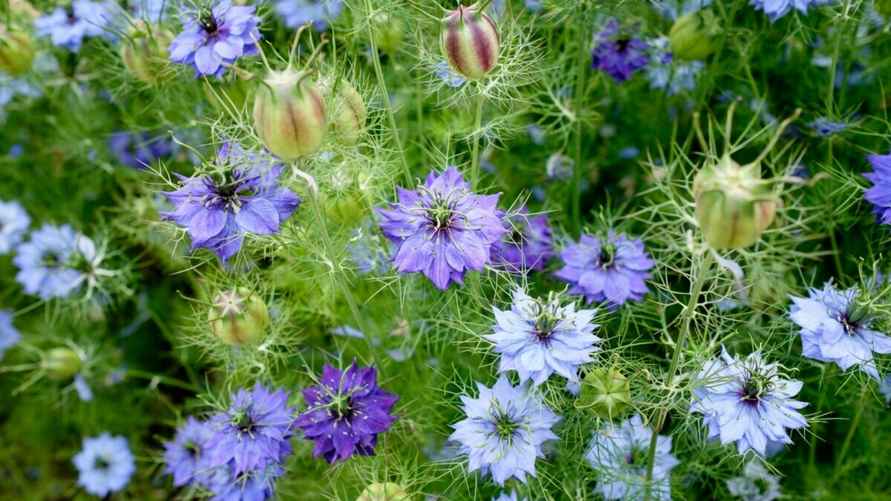 Черный тмин