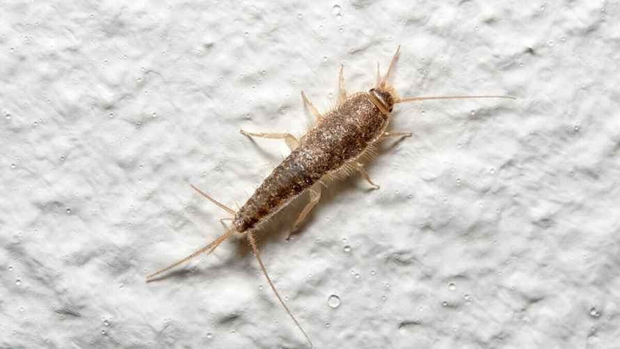 Обыкновенная чешуйница